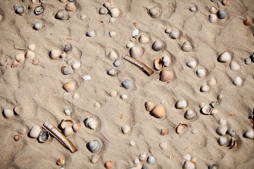 Schelpen op het strand van Vlieland
