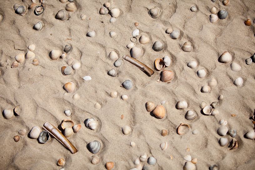 Schelpen op het strand van Vlieland van Gerjanne Dijkstra