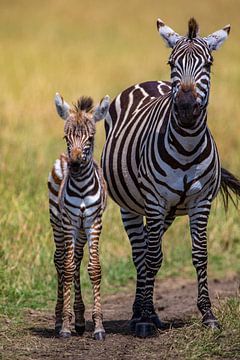 Zebra mama met jong van Peter Michel