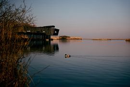 The lonely duck by Revoliño Benschop