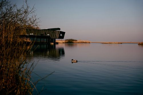 The lonely duck sur Revoliño Benschop