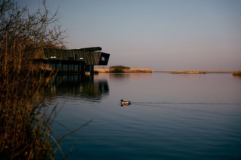 The lonely duck by Revoliño Benschop