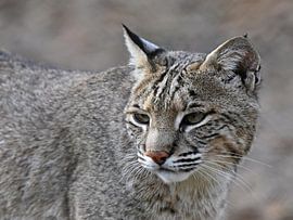 Close-up of bobcat or red lynx by Rini Kools
