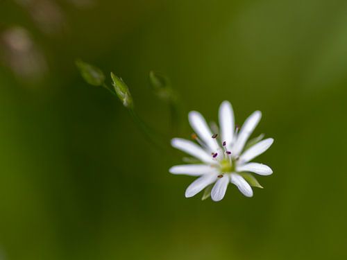 Flower star by QEIMOY