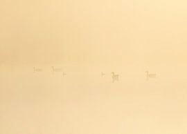 Birds during sunrise Drents-Friese Wold - Hoekenbrink (Netherlands) by Marcel Kerdijk