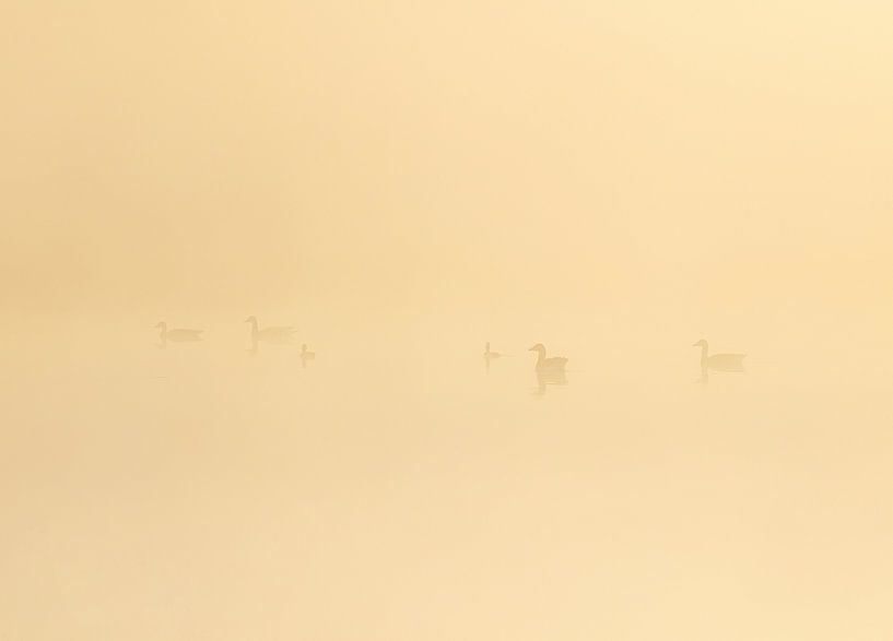 Vögel bei Sonnenaufgang Drents-Friese Wold - Hoekenbrink (Niederlande) von Marcel Kerdijk
