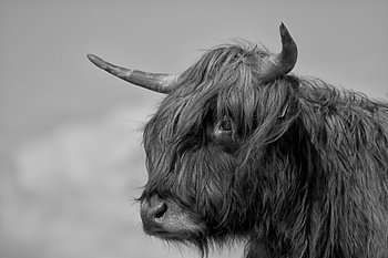 Hooglander Zwart/Wit