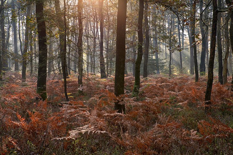 Matinée d'automne dans une forêt pleine de fougères par Cor de Hamer