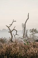Weathered Tree Stump in the Heath: Witness to Time and Force of Nature