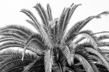 Zwart wit palm bladeren in Spanje - natuur en reisfotografie