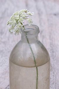 Die Einfachheit einer Wildblume in einer Flasche