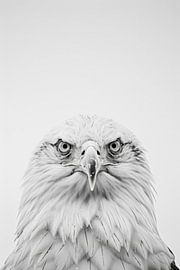 Adler von Poster Art Shop