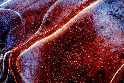 Abstract from Nature #4 van Fred Schuch