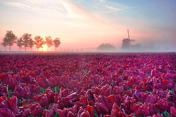 Rode tulpen met molen silhouet van John Leeninga