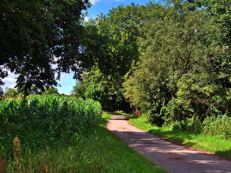 Champ de maïs 14 par Edgar Schermaul