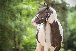 Molly the Tinker by Sanne Harmsen