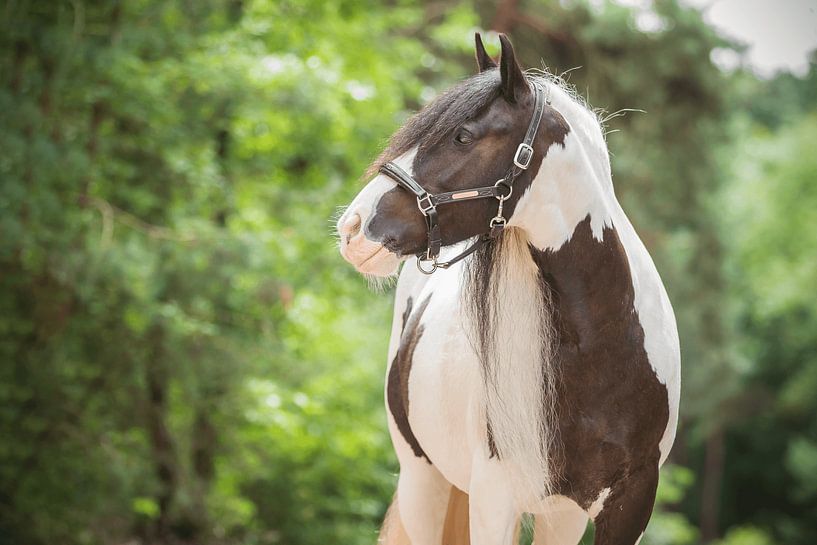 Molly de Tinker van Sanne Harmsen
