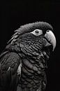 Monochrome portrait of a parrot by Art & Soul Creations thumbnail