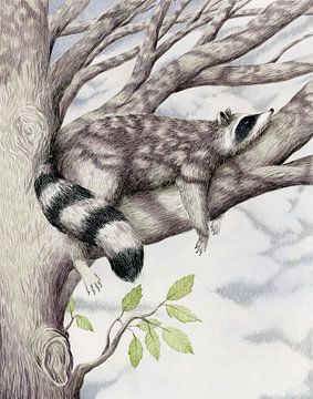 Ode to the raccoon by Marieke Nelissen