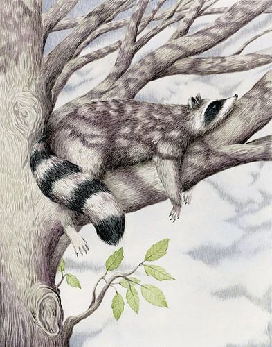 Ode au raton laveur