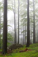 Fog-covered beech forest in the Jizera Mountains