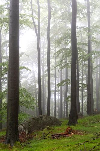Fog-covered beech forest in the Jizera Mountains
