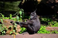 Crested macaque Rotterdam Zoo