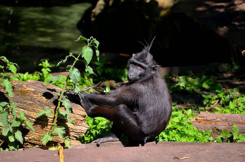 Macaque à crête Zoo de Rotterdam par Karel Frielink