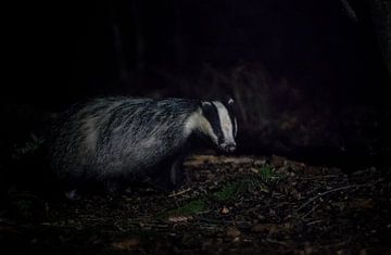 The badger by jowan iven