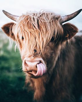 Highlander écossais, Foxholstermeer, Groningue, Pays-Bas