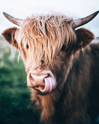 Scottish Highlander, Foxholstermeer, Groningen, Netherlands