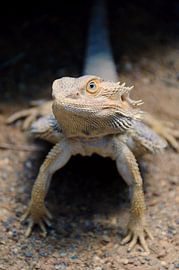 Klein Costa Rica by Natasja Franken