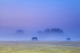 Grazing in the fog sur Olha Rohulya