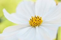 Fresh white flower in the garden close up.