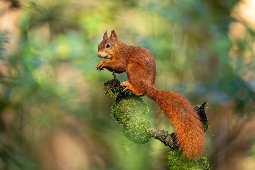 Squirrel on branch enjoying the moment. by Gianni Argese
