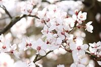 Blossom