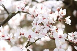 Blossom by Maartje Martens-Brouwer