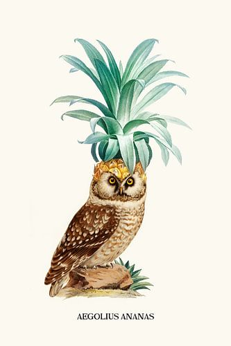 Pineapple Owl