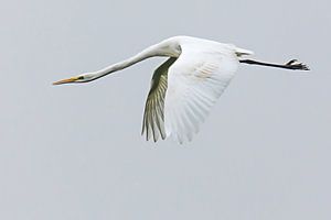 Zilverreiger in vogelvlucht van Art by Jeronimo