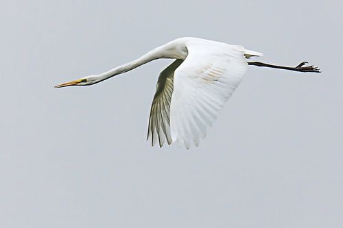 Zilverreiger in vogelvlucht