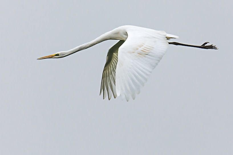 Reiher in der Vogelperspektive von Art by Jeronimo