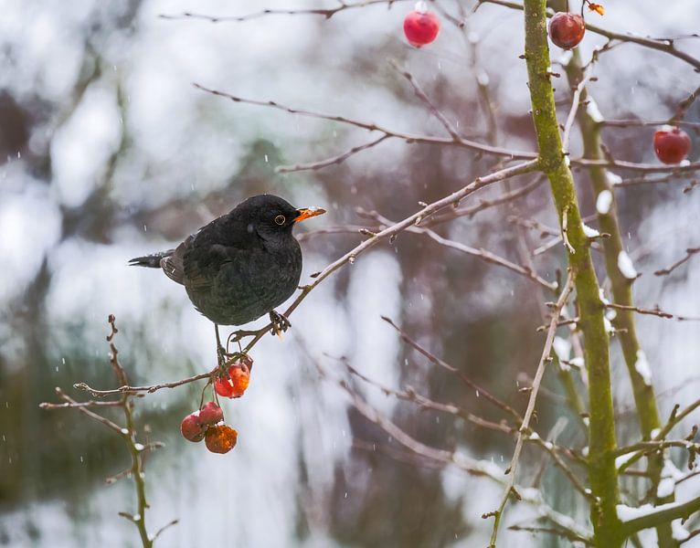 Amsel im Apfelbaum von ManfredFotos