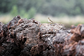 Pieper – zangvogel op ontgonnen veen in het moeras van Niklas Voth