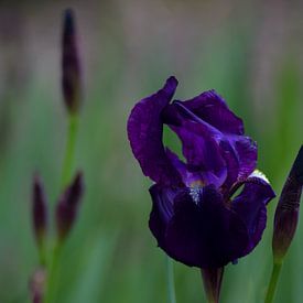 Fleur silencieuse sur Winfred van den Bor