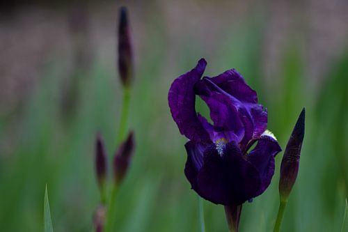 Fleur silencieuse sur Winfred van den Bor