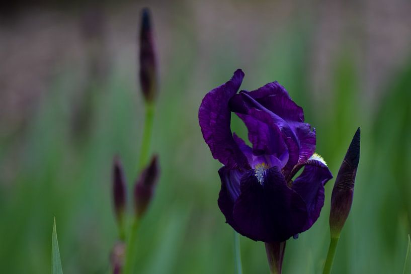 Silent flower by Winfred van den Bor