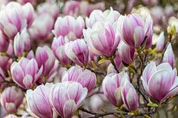 Magnolias in bloom in spring