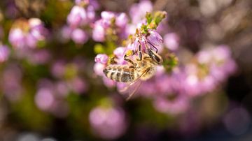 Bijen op de bloemen van Calluna vulgaris in de zomer van chamois huntress