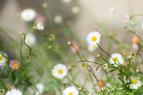 Jardin de fleurs sauvages de marguerites blanches
