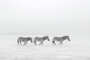 Zebras der Eiswüste
